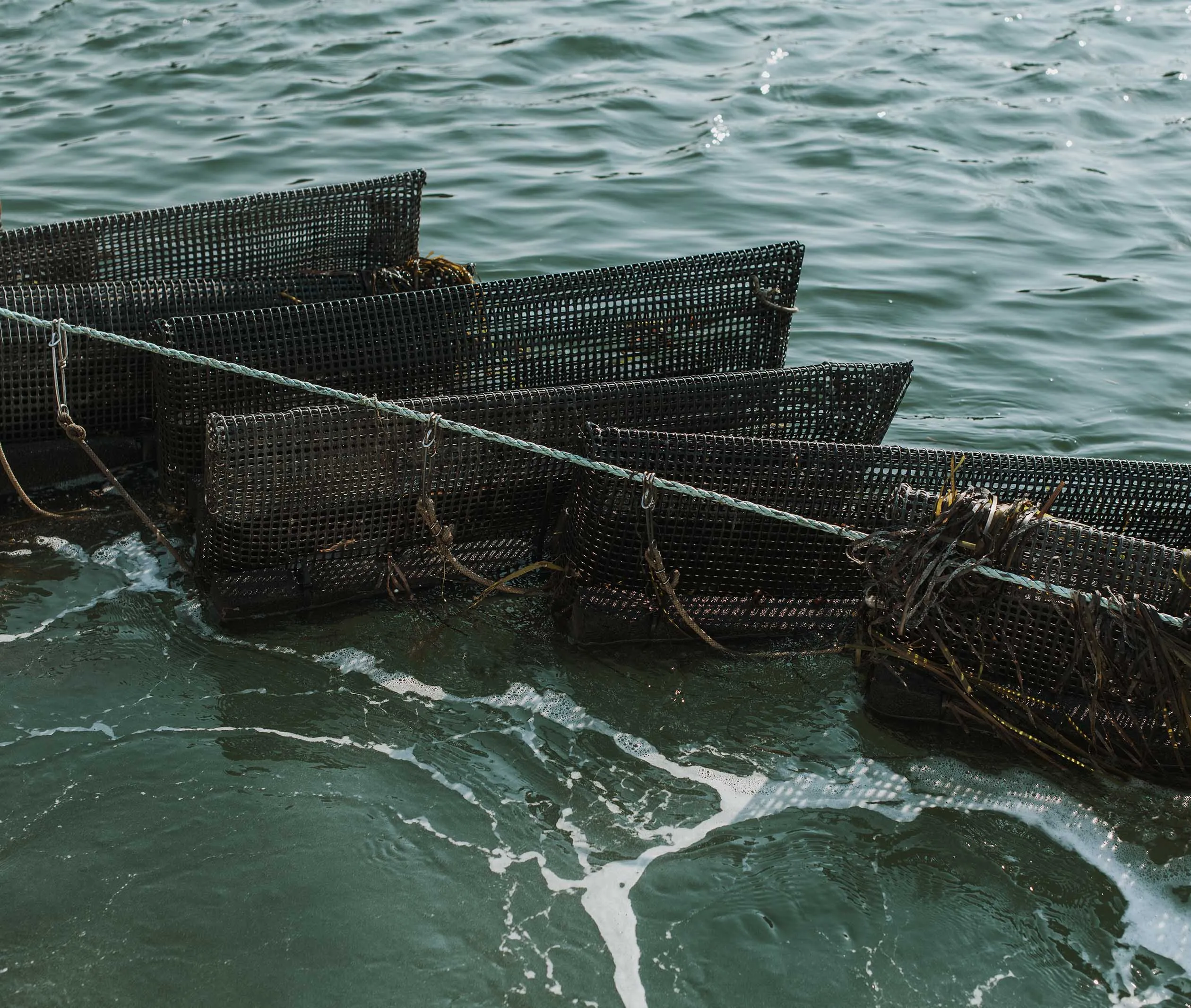 Submarine Oysters from South Thomaston, ME